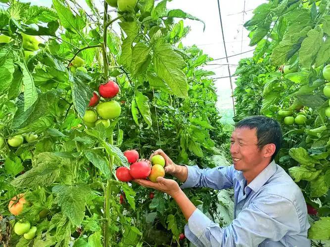 为什么全世界只有中国人实现了“蔬菜自由”?竟是中国顶级特权?