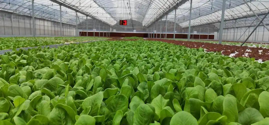 为什么全世界只有中国人实现了“蔬菜自由”?竟是中国顶级特权?